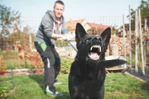 Dog on a leash about to bite someone