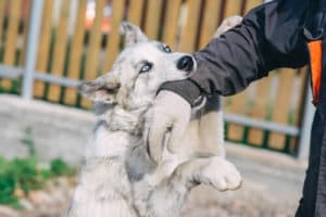 Dog bites a man's wrist in a park in Richmond