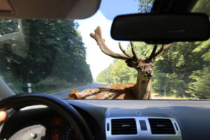 Deer jumping in front of car causing sudden emergency accident.