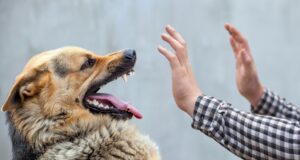 Aggressive german shepherd attacking strangers arm.