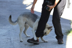 German shepherd biting strangers leg.