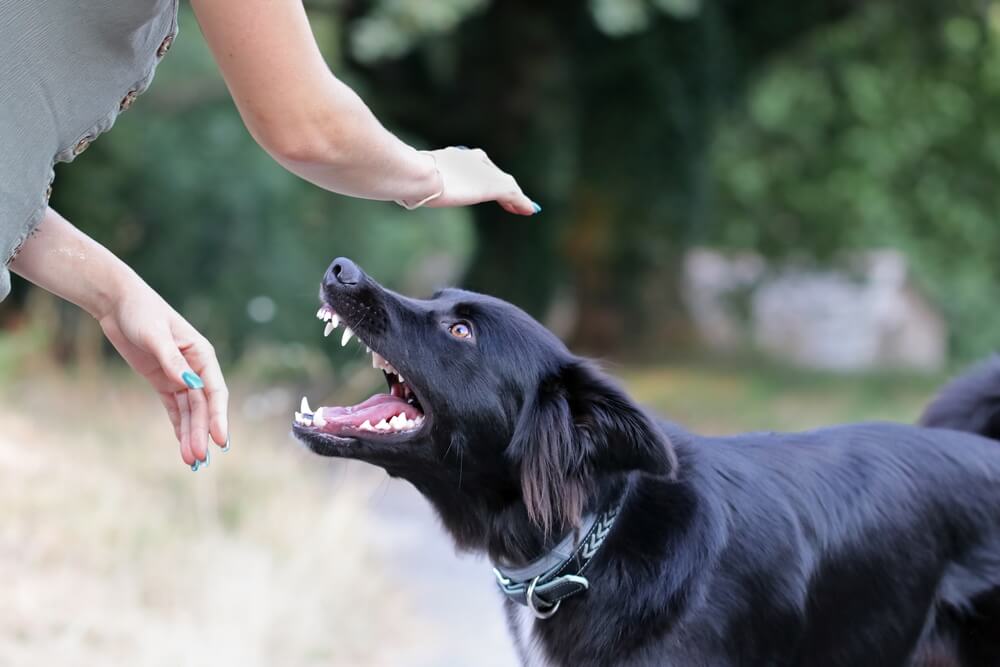 Dog Bite Lawyer 