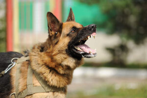 German shepherd aggressively barking at stranger.