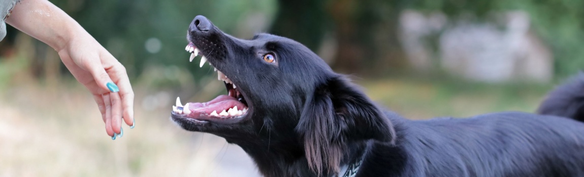 Aggressive dog attacking a young caucasian woman.